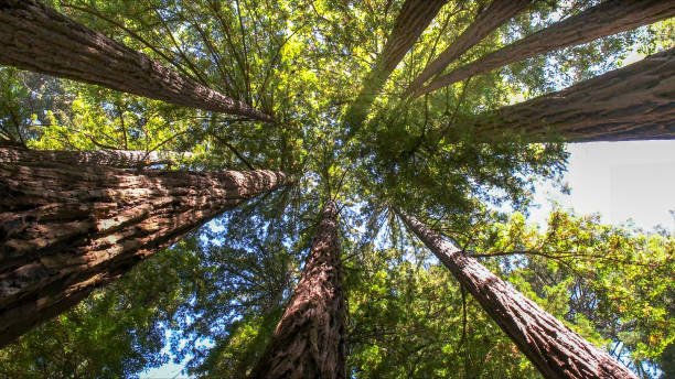 Reliable Marion, WI Tree Services Solutions